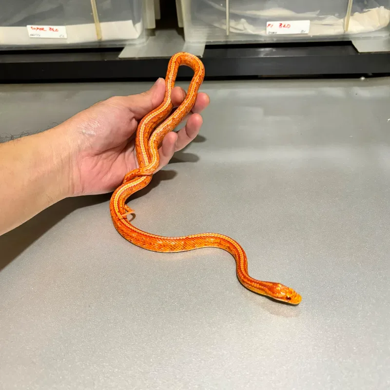 Albino/Amelanistic Red factor(Cornsnake) Tessera 4