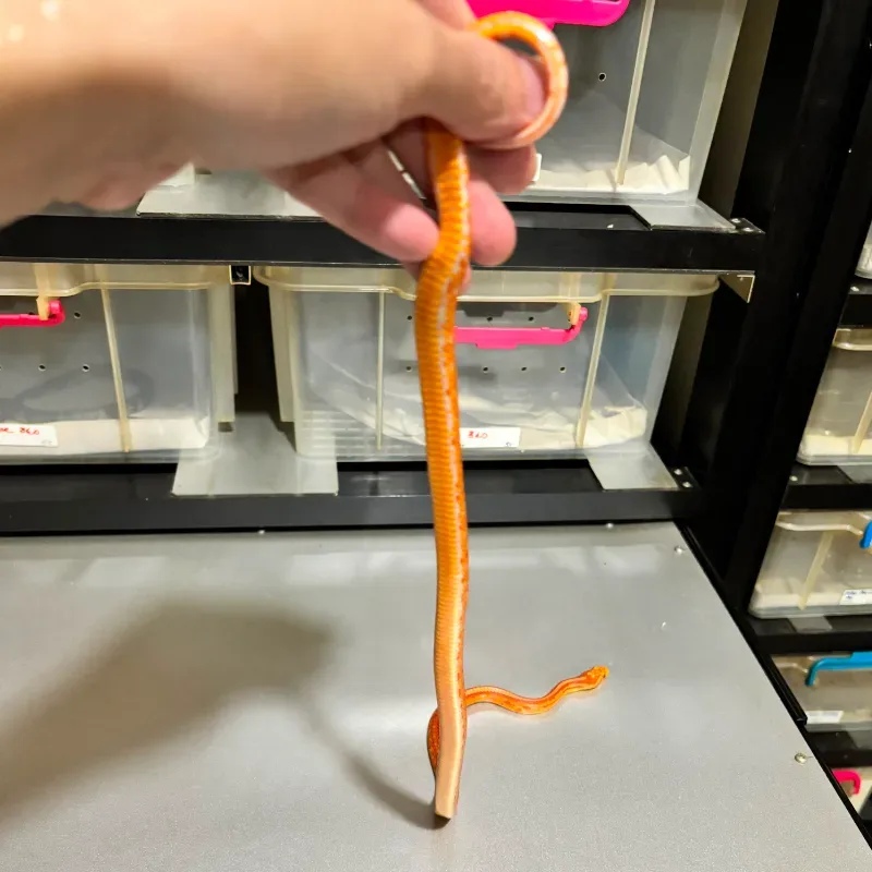 Albino/Amelanistic Red factor(Cornsnake) Tessera 5