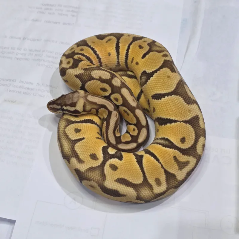 Pastel Monarch