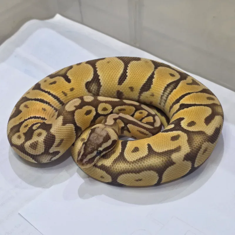 Pastel Monarch