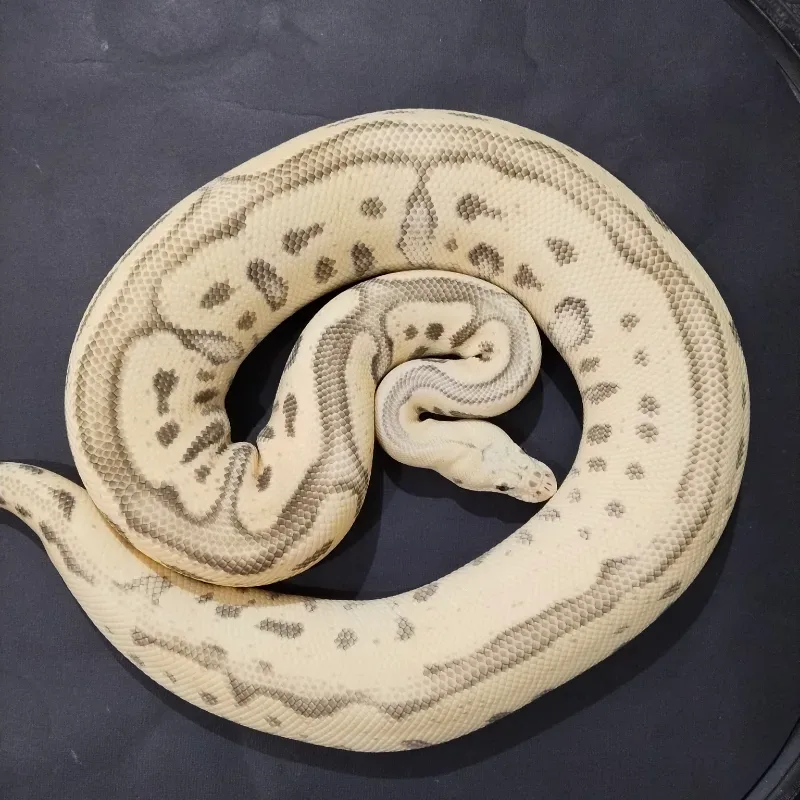Pastel Leopard Red Stripe Desert Ghost Clown 50% Het Genetic Stripe