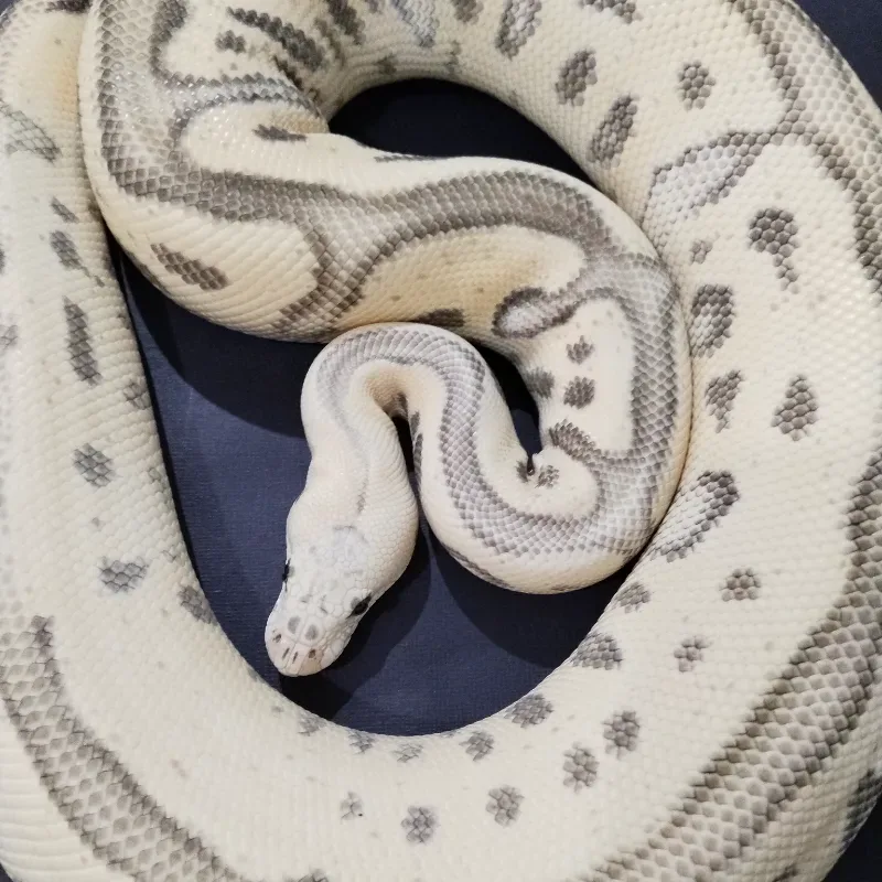 Pastel Leopard Red Stripe Desert Ghost Clown 50% Het Genetic Stripe