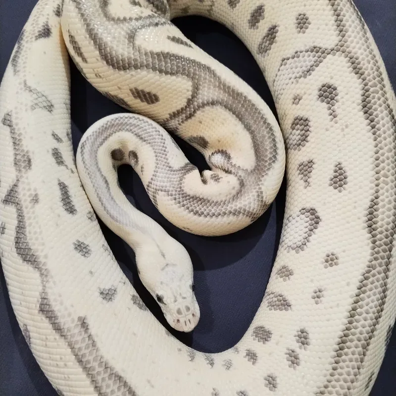 Pastel Leopard Red Stripe Desert Ghost Clown 50% Het Genetic Stripe