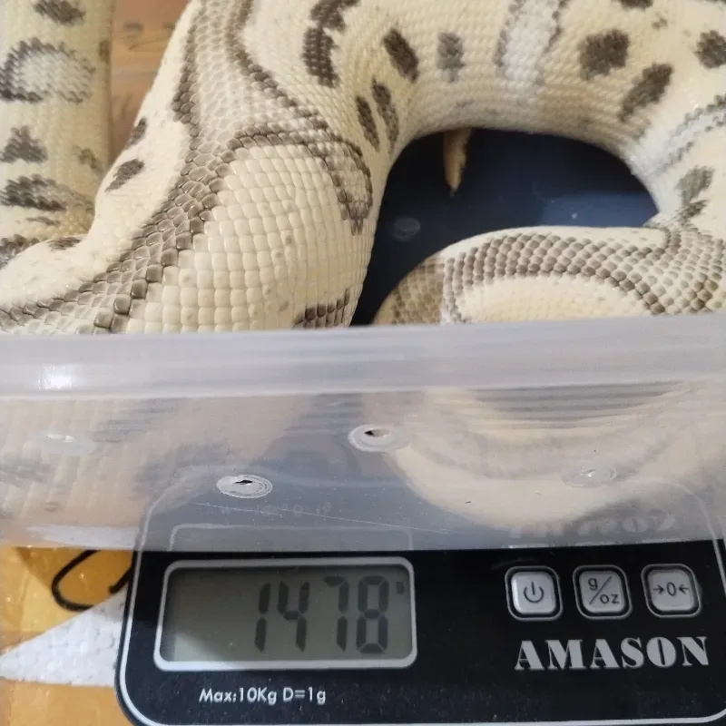 Pastel Leopard Red Stripe Desert Ghost Clown 50% Het Genetic Stripe