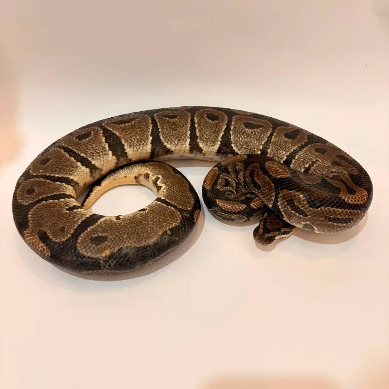 Axanthic