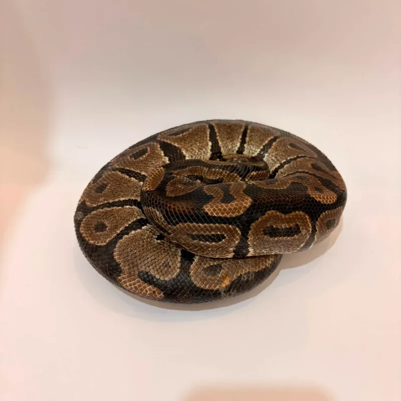 Axanthic