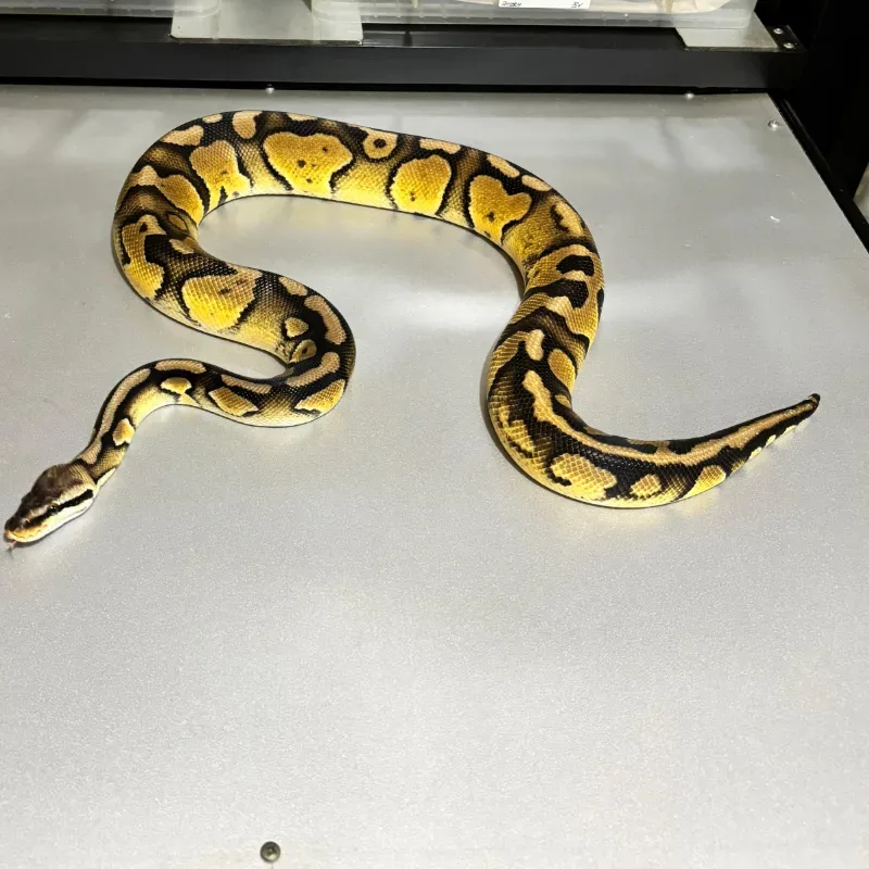 Enchi Pastel Wookie 2