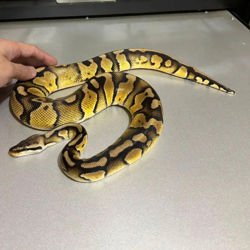 Enchi Pastel Wookie 4