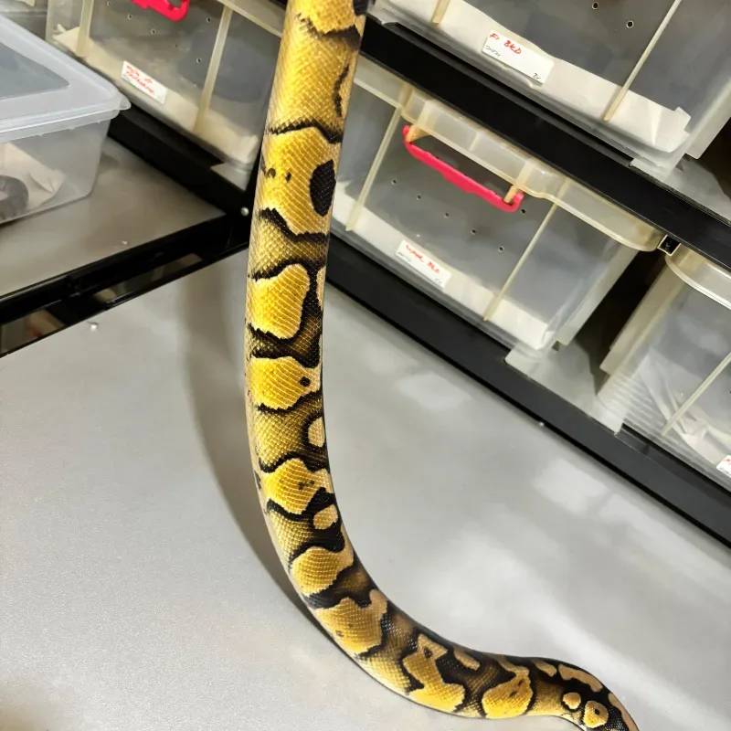 Enchi Pastel Wookie 6