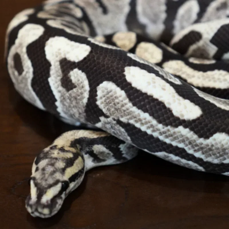 Spotnose Desert Ghost Het Lavender Clown