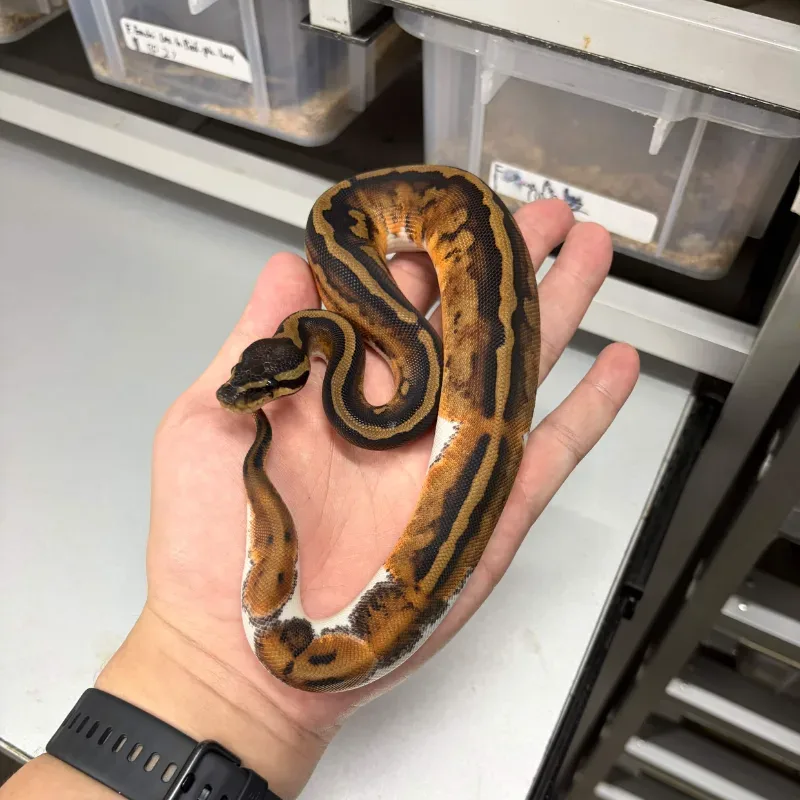 Pied Het Desert Ghost