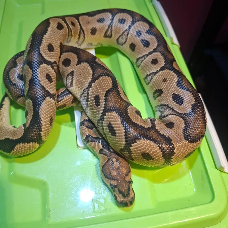 Clown Het Lavender Albino