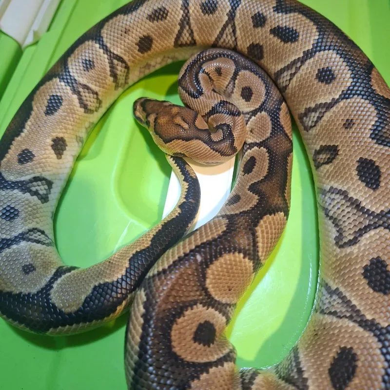 Clown Het Lavender (Grail Project)