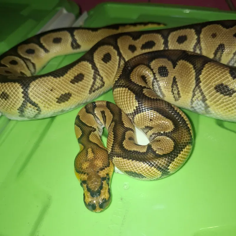 Clown Het Lavender (Grail Project)