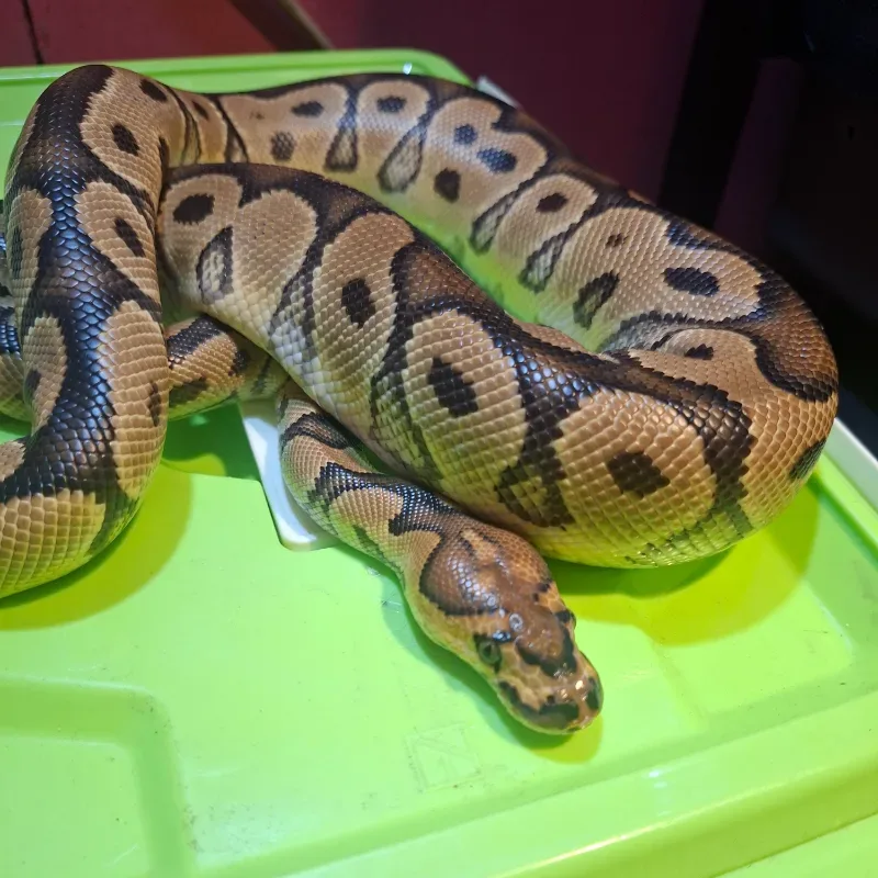Clown Het Lavender (Grail Project)