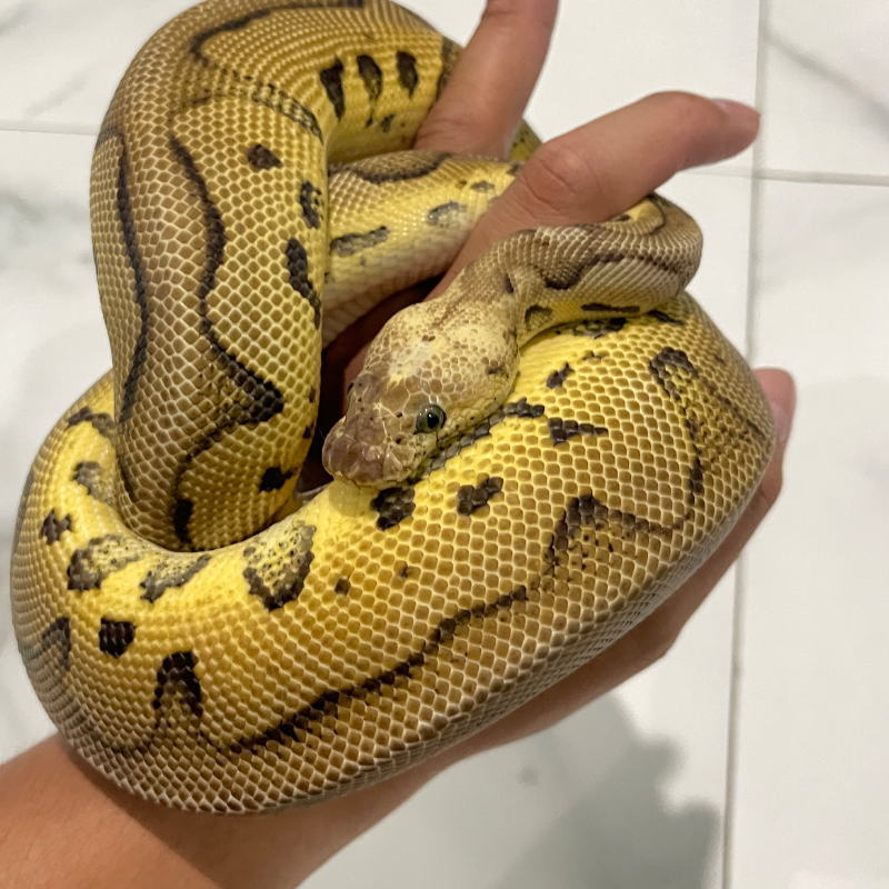 Firefly Clown 