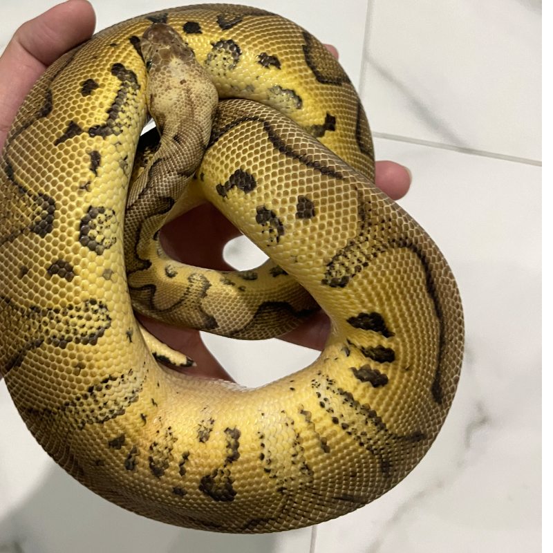 Firefly Clown  2