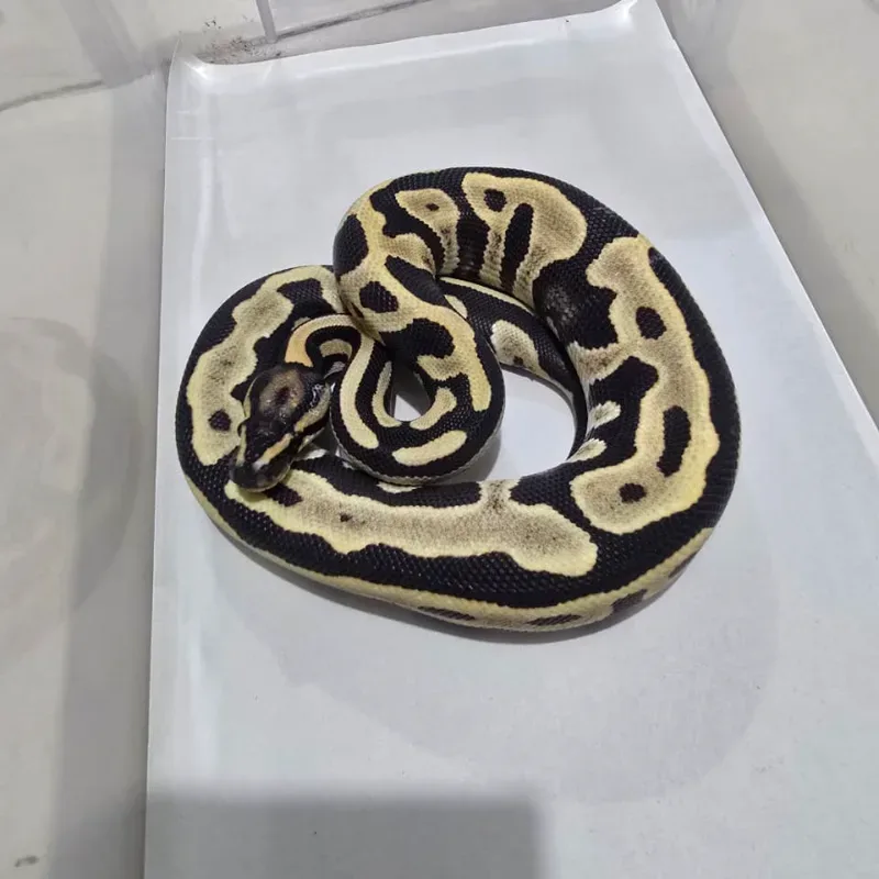 M Leopard Desert Ghost