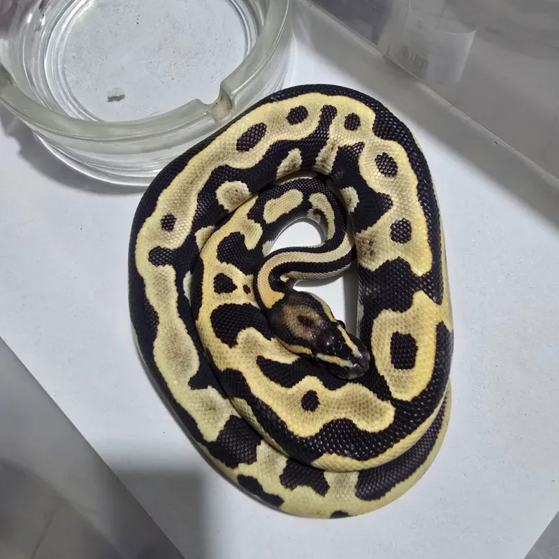 Leopard Desert Ghost
