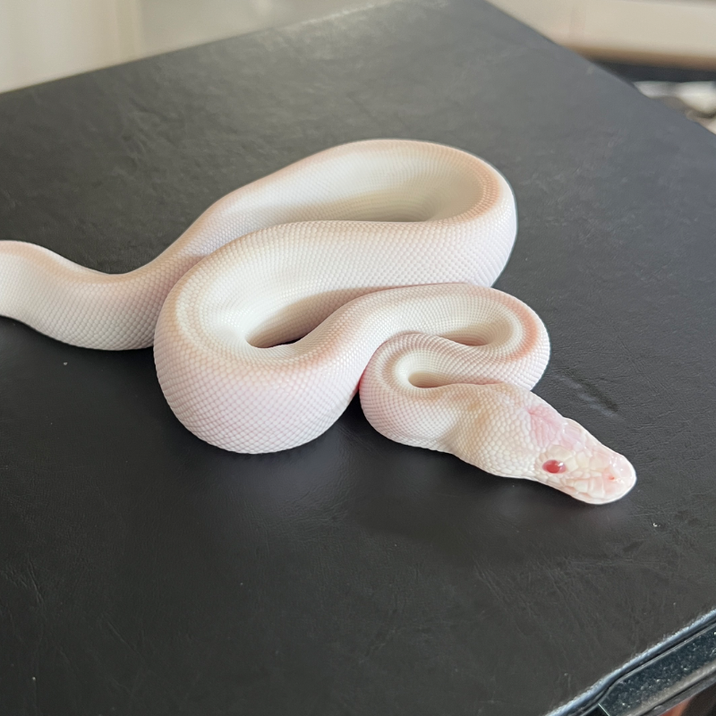 Blue Eyed Lucy Lavender Albino Clown — Ball Python Dijual | INDOMORPH