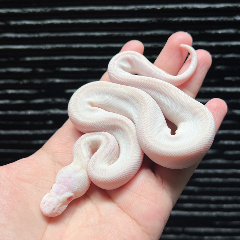 Blue Eyed Lucy Lavender Albino Clown — Ball Python Dijual | INDOMORPH