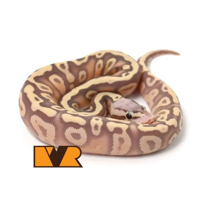 F Banana Pastel Cypress Yellow Belly Het Clown 50% poss Het Hypo [24C1201]