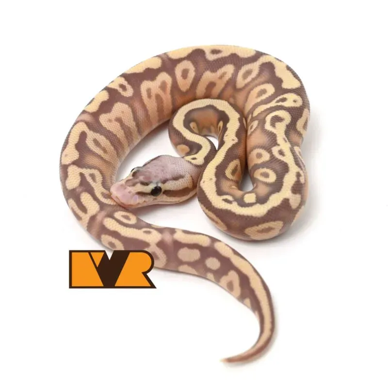 F Banana Pastel Cypress Yellow Belly Het Clown 50% poss Het Hypo [24C1201]