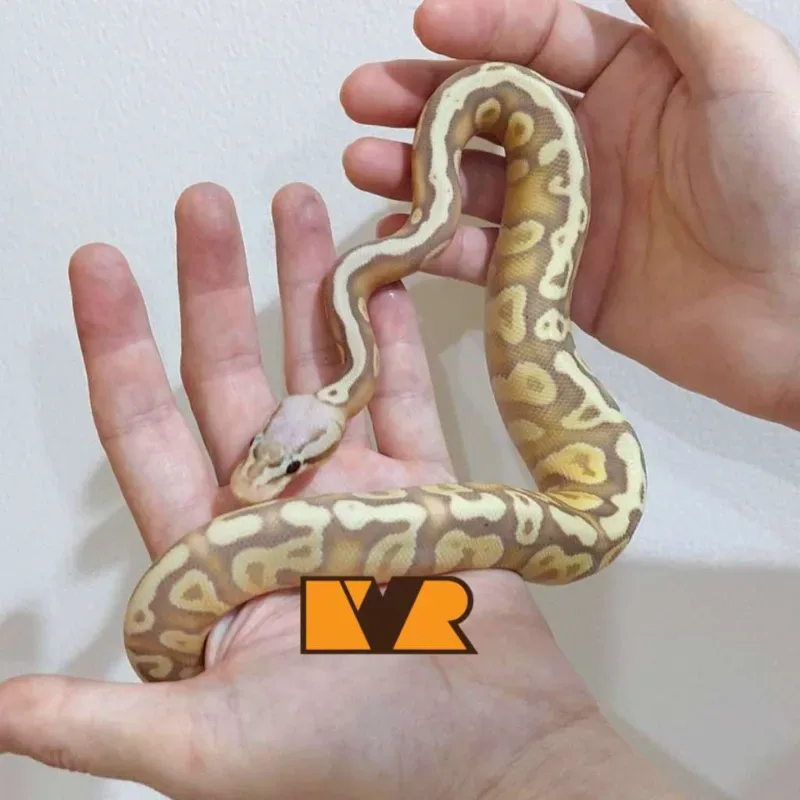 F Banana Pastel Cypress Yellow Belly Het Clown 50% poss Het Hypo [24C1201]