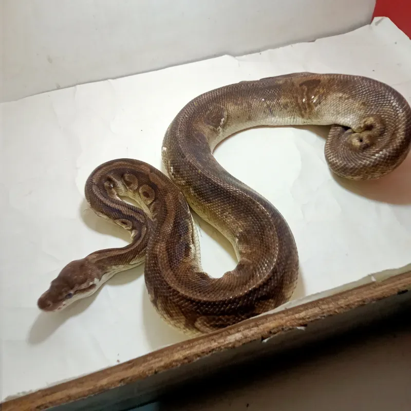 Black Pewter Calico Het Clown