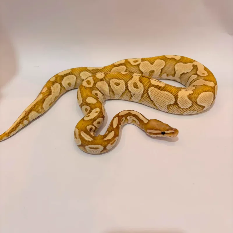 Banana Enchi