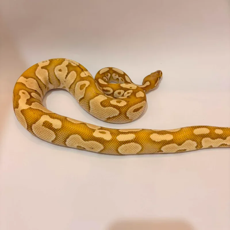 Banana Enchi
