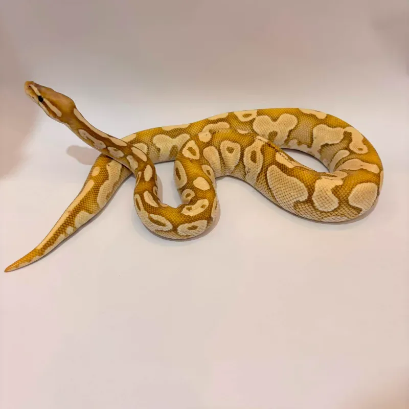 Banana Enchi