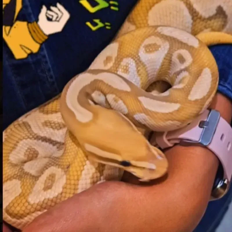 Banana Enchi