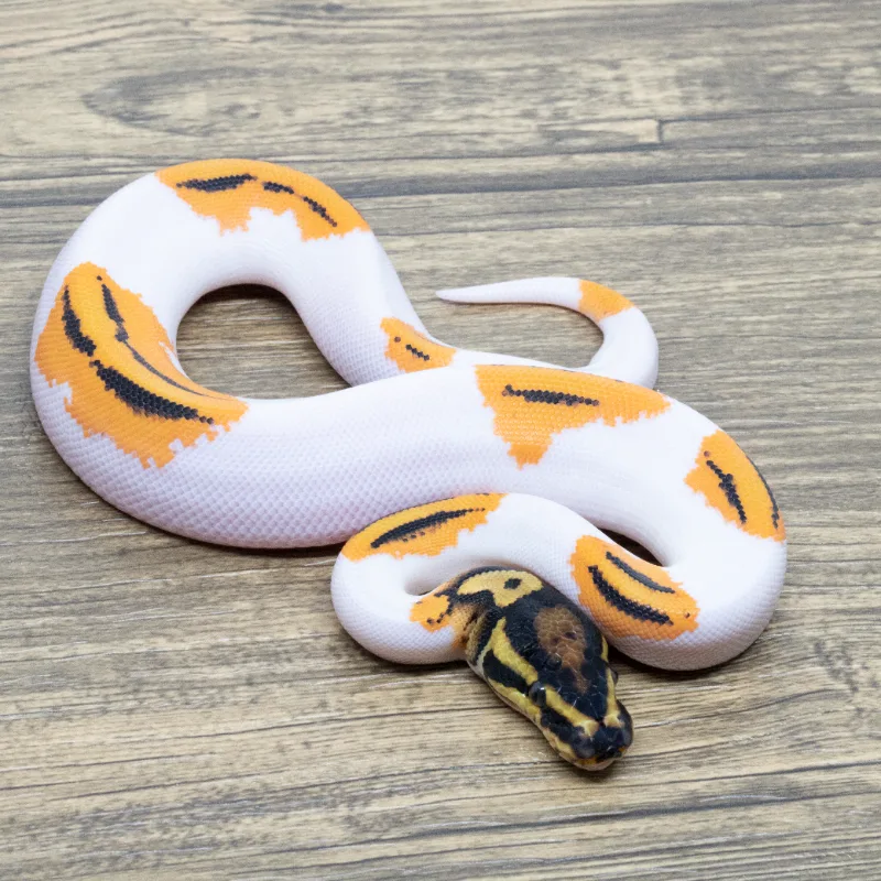 Super Orange Dream Yellowbelly Pied