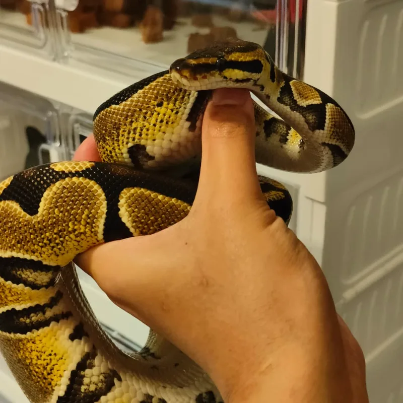 Normal Het Clown — Het Clown — Ball Python