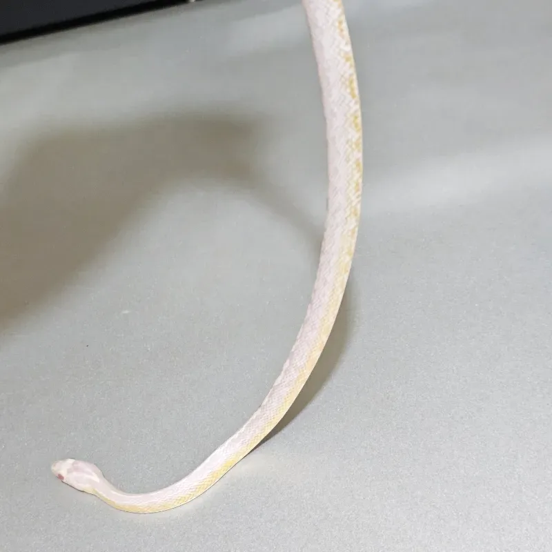 Albino/Amelanistic Anerythristic Diffused Masque Tessera 50% Het Caramel 5