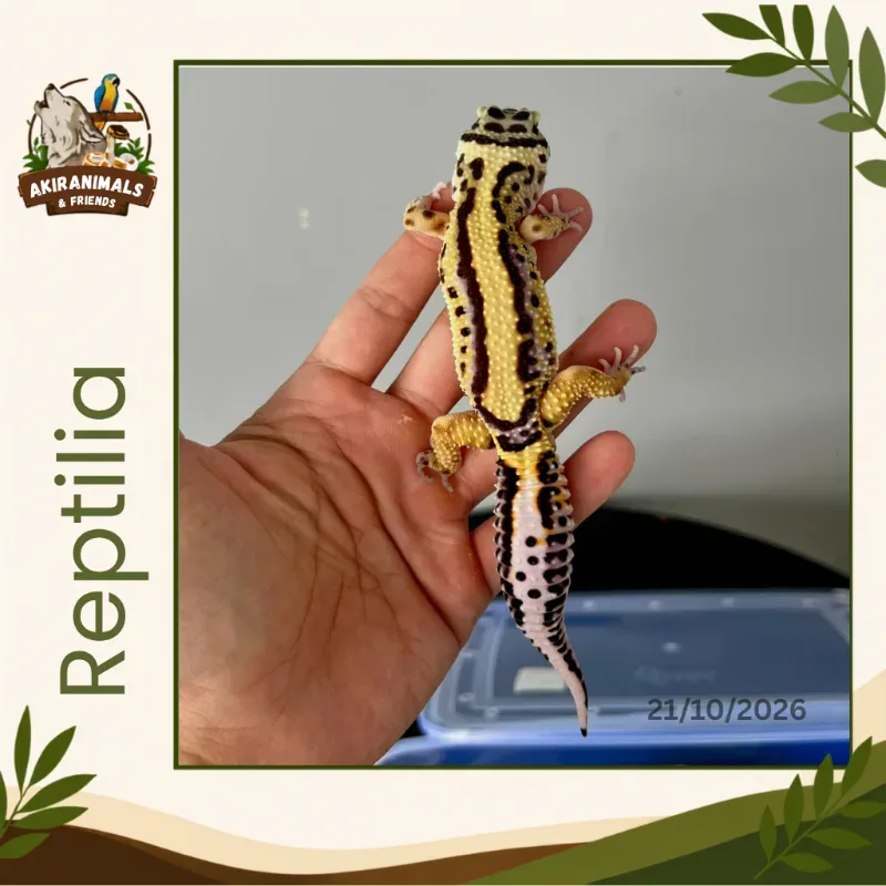 Bold Stripe het Tremper