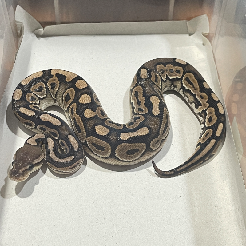 Cinnamon Het Hypo Het Clown