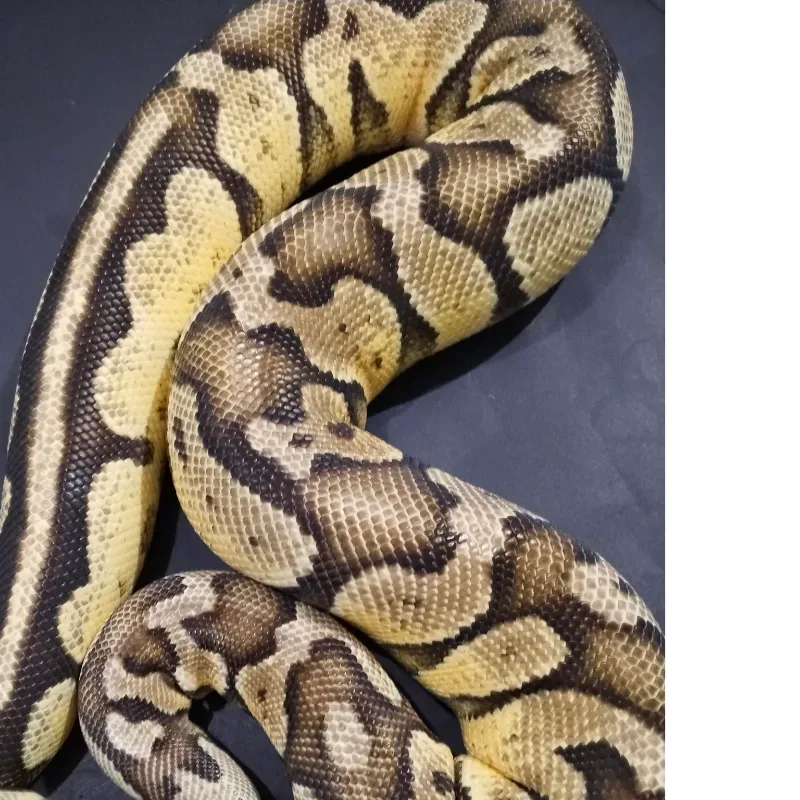 Pastel Yellowbelly