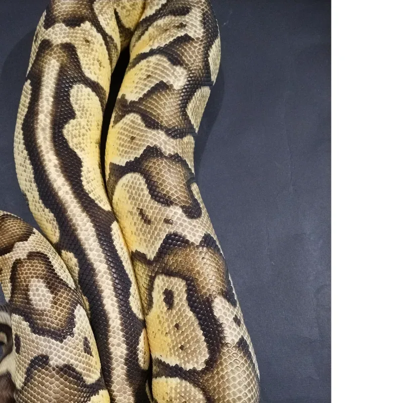 Pastel Yellowbelly