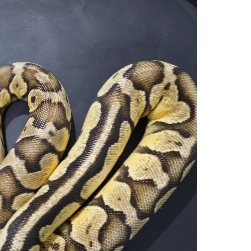 Pastel Yellowbelly