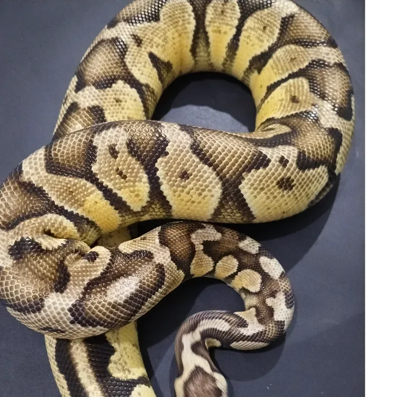Pastel Yellowbelly