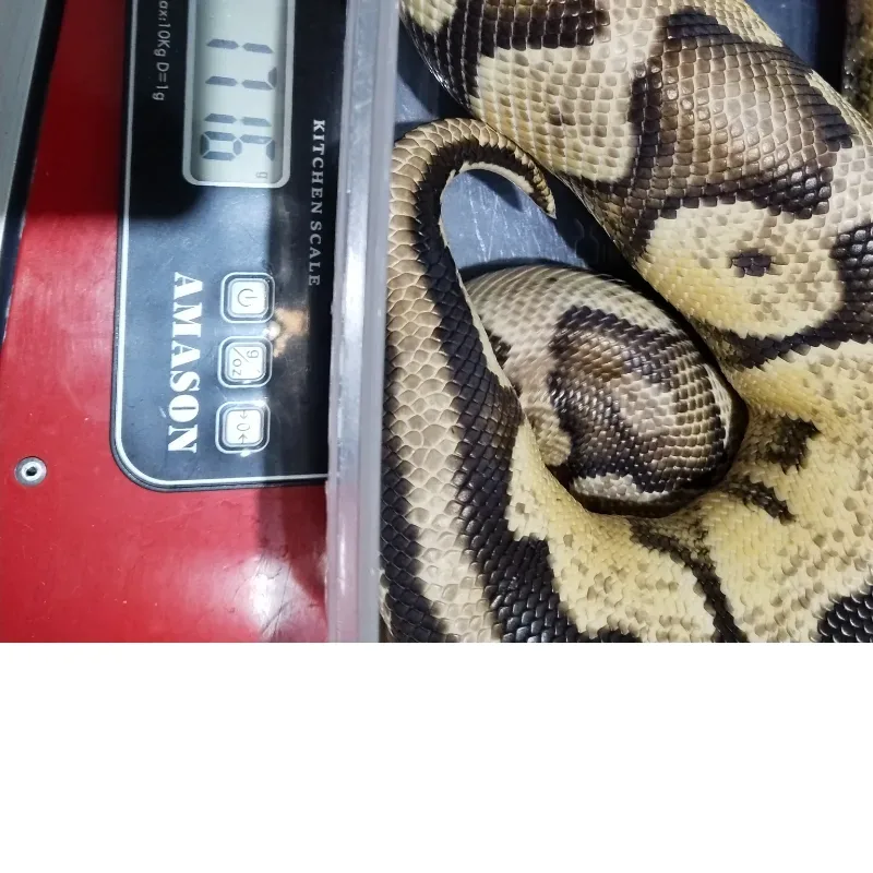 Pastel Yellowbelly