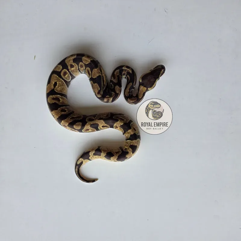 Enchi Desert Ghost Axa