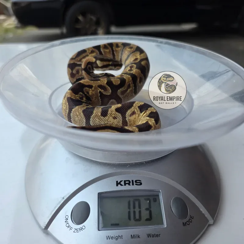 Enchi Desert Ghost Axa
