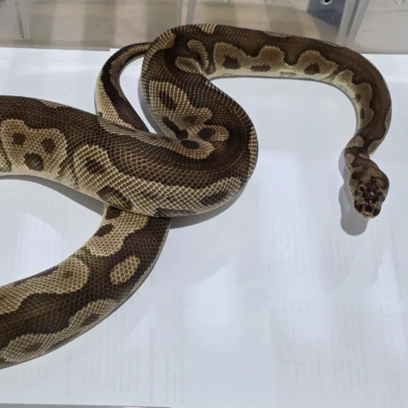 Clown Het Lavender Albino Het Pied