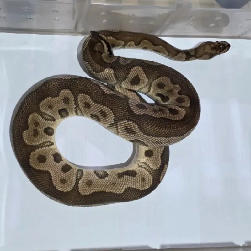 Clown Het Lavender Albino Het Pied