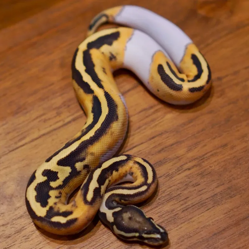Desert Ghost Pied