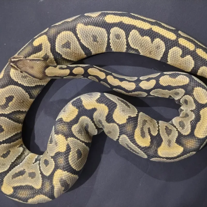 Hypo