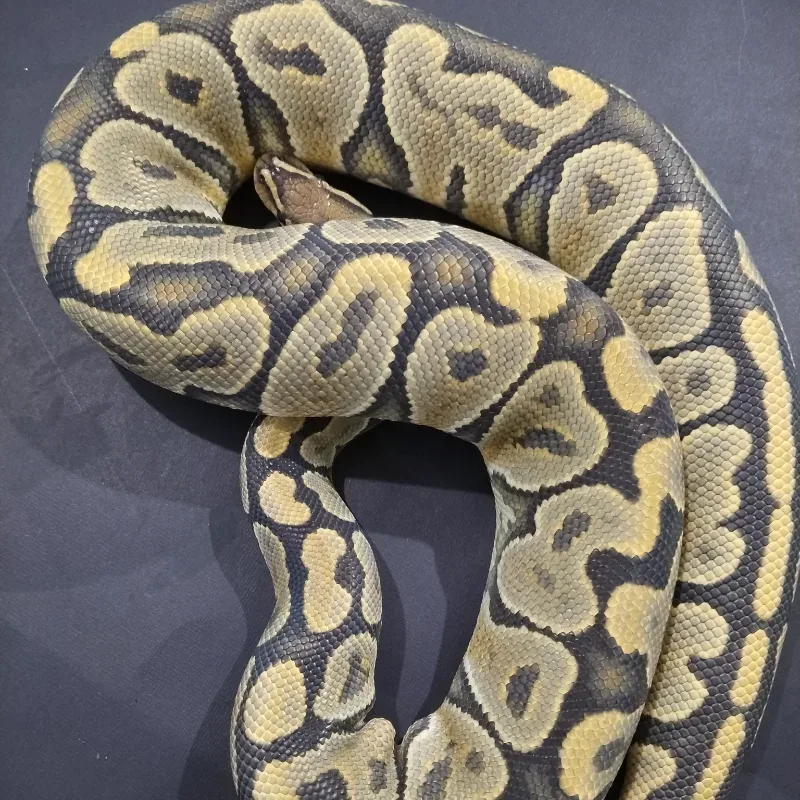 Hypo